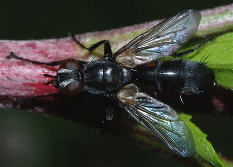 Uid Fly Cylindromyia Bugguidenet