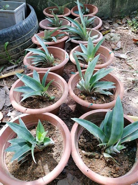 Pokok buah apple bidara sesuai dengan cuaca malaysia3. Cara Tanam Nenas Guna Belahan Jambul, Rupanya Satu Jambul ...