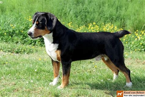 Areas mountain pet rescue asheville serves. Entlebucher Sennenhond | Entlebucher mountain dog, Search ...