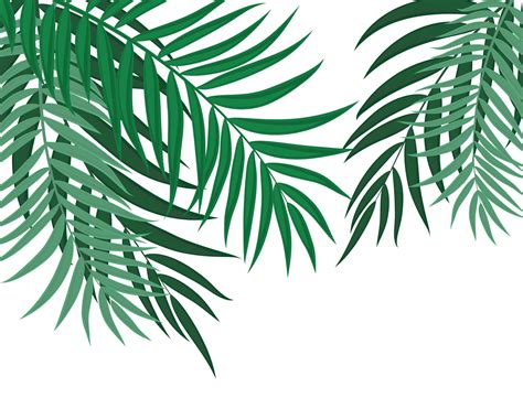 Palm Leaves Vector Art Icons And Graphics For Free Download