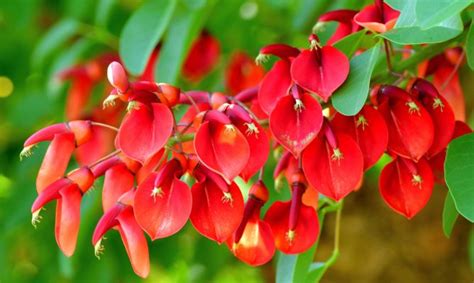 El Ceibo, flor Nacional de Argentina - Jardinatis