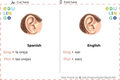 Ear In Spanish • Writing And Pronunciation With Pictures
