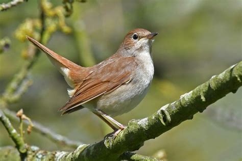 Is Climate Change Shortening Nightingales Wings Birdguides