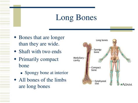 Ppt Bones Powerpoint Presentation Free Download Id1400941