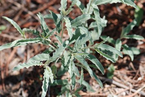 Seed Of The Week Solanum Growing With Science Blog