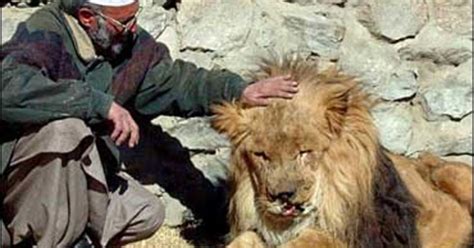 Marjan One Eyed Afghan Lion Dies Cbs News