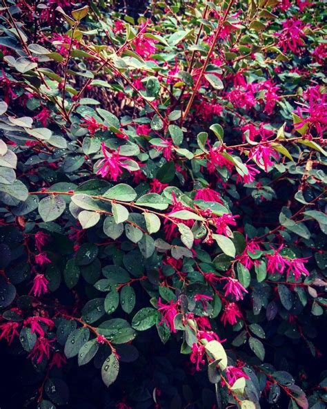 I'm not sure what these flowers are called, unfortunately. Flowering shrub red flowers (With images) | Flowering ...
