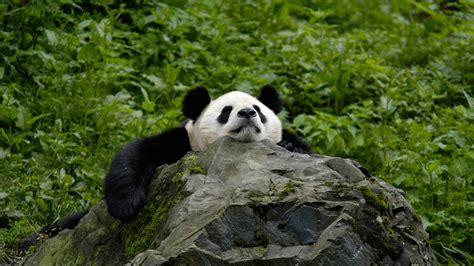 Le panda géant, une espèce prioritaire | WWF France