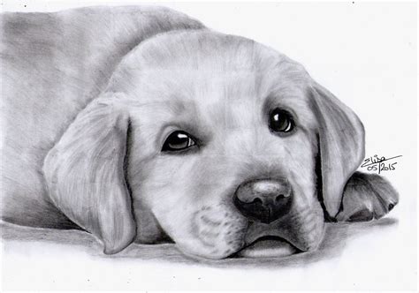 Vidéo tutoriel pour apprendre comment dessiner un jack russel. Portrait dessiné d'un adorable chiot labrador : Dessins ...