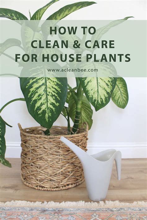 How To Clean Houseplants 4 Easy Methods House Plant Pots Flowering