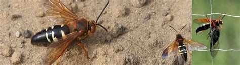 Cicada Killer Wasp Nest Removal Long Island New York