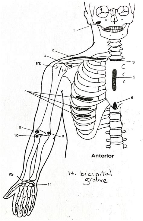 Boney Landmarks Upper Extremity And Head Anterior Diagram Quizlet