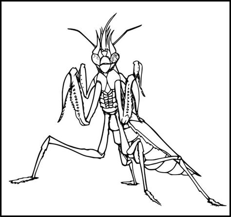 Mantis Religiosa Asustada Dibujos Para Colorear Y Imprimir Gratis