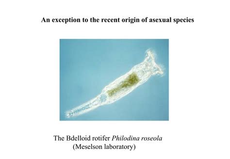 Ppt Sex And Molecular Evolution Powerpoint Presentation Free