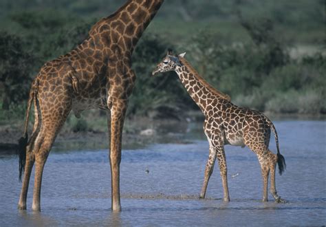 Moms Genes Make Some Giraffes Hard To Spot Scientific American