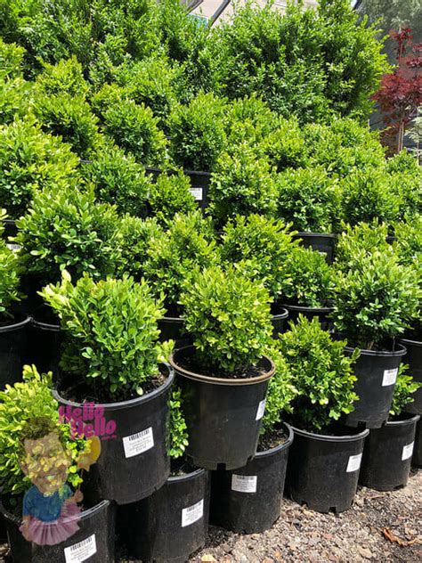 Buxus Dutch Box 8 Pot Hello Hello Plants And Garden Supplies