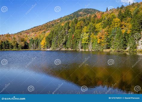 Foliage In The White Mountains National Forest New Hampshire Usa
