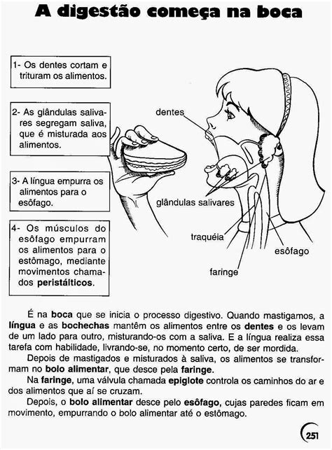 Atividade Sobre O Sistema Digestivo