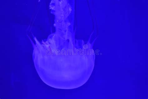 Jellyfish Underwater Marine Life Stock Photo Image Of Life Marine