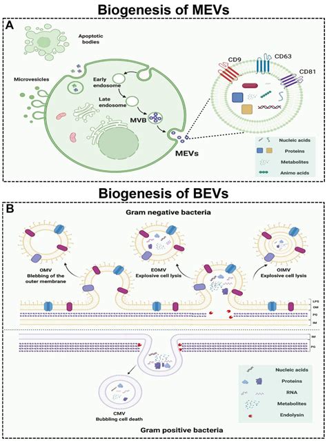 Engineered Mammalian And Bacterial Extracellular Vesicles As Promising