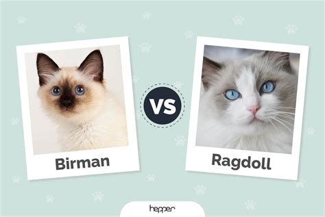 Birman Vs Ragdoll Cats The Differences With Pictures Hepper