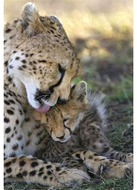 Twitter Cheetah Cubs Animals Animals Beautiful