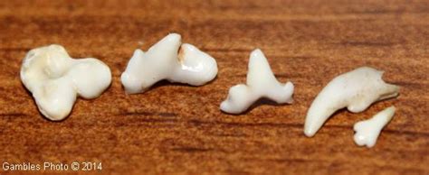 Puppies are born without teeth and get their puppy teeth between the 6 and 8th week of life and grow 28 teeth (called deciduous or baby teeth). CARE