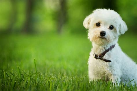 Top 10 Small Dog Breeds Petmd Petmd