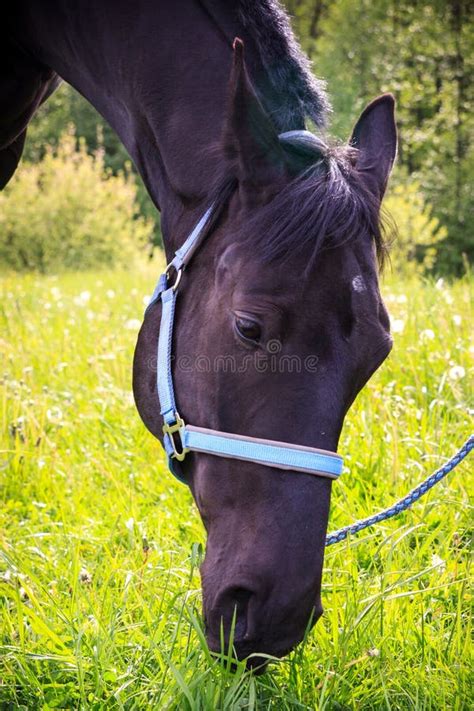 Black Horse Eating Grass Stock Photo Image Of Animal 64180698