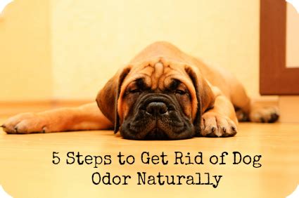 How to get rid of odor in house naturally. How to Get Rid of Dog Odor Naturally