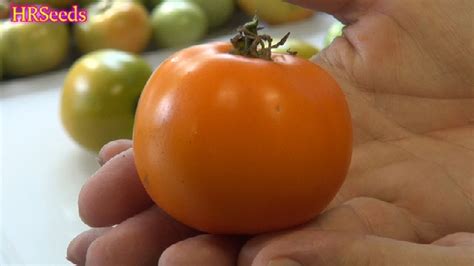 Valencia Tomato Solanum Lycopersicum Tomato Review Youtube