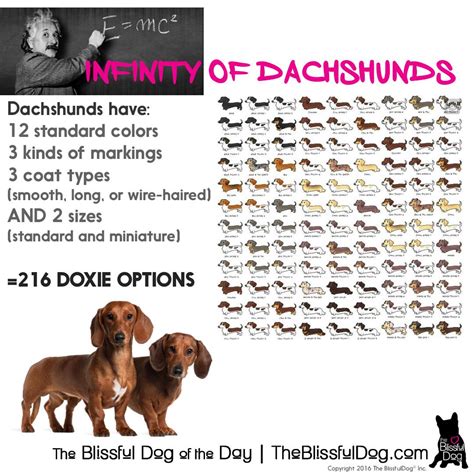Dachshunds Have Over 200 Possible Coat Color Size And Coat Type
