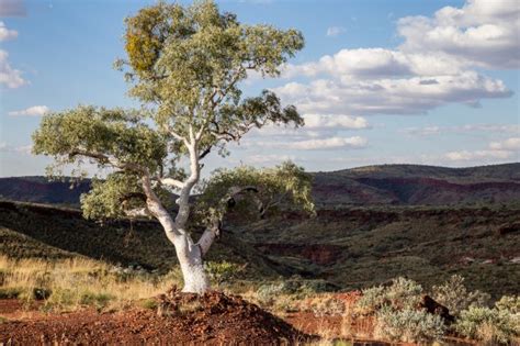 Australian Bush Colours Australian Photography