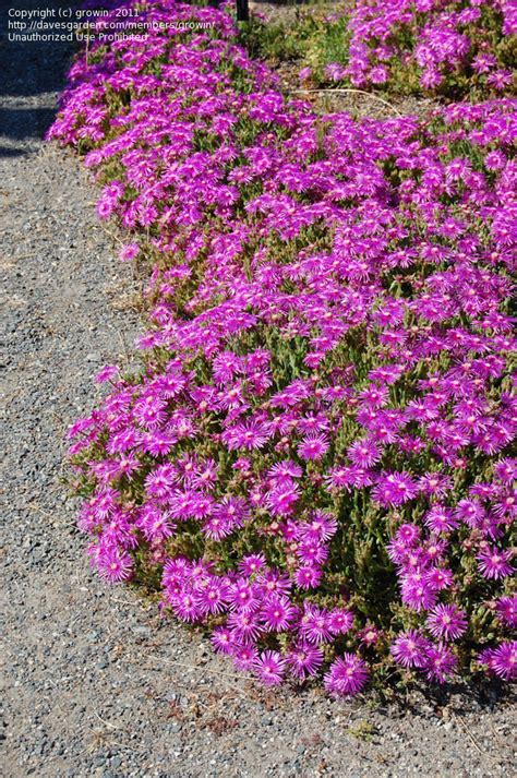 Although cyclamen and anemone nemorosa thrive under the canopy of this selection is ideal for a trough or sink garden and includes seldom offered varieties you would not see in a garden centre. PlantFiles Pictures: Delosperma Species, Hardy Ice Plant ...