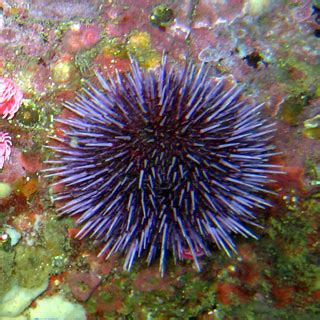 Echinodermata - Circulatory System