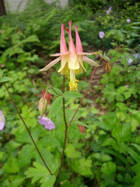 Pennsylvania native plants + join group. Eastern Pennsylvania Native Plant Garden May Home