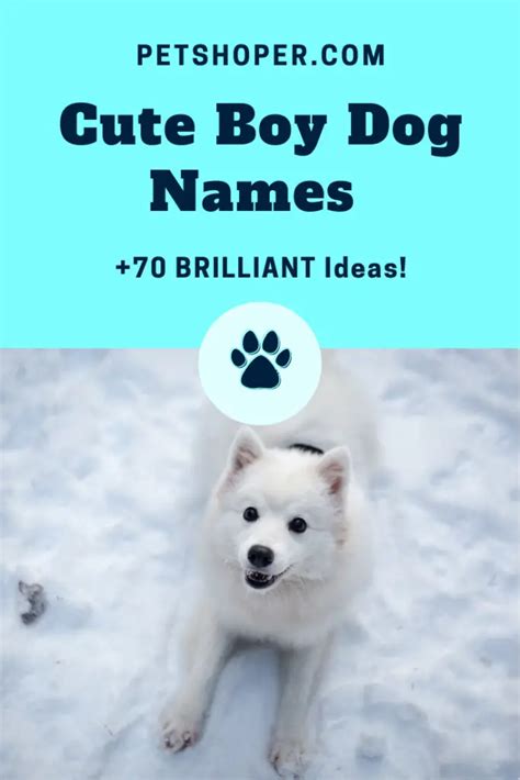 Cute Boy Dog Names 70 Brilliant Ideas Petshoper