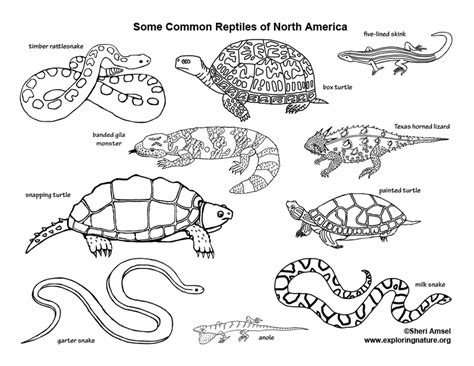 Reptiles of North America – Coloring Nature