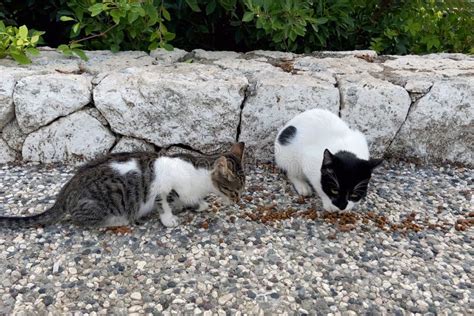 Group Of Stray Cats Eating Feed On The Streethomeless Cat Eats Cat