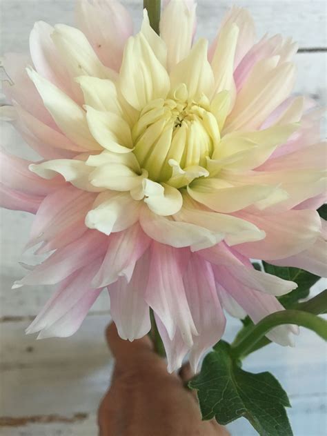 Check spelling or type a new query. 'Chiltons Pride' dahlia. Decorative type, yellow center to ...