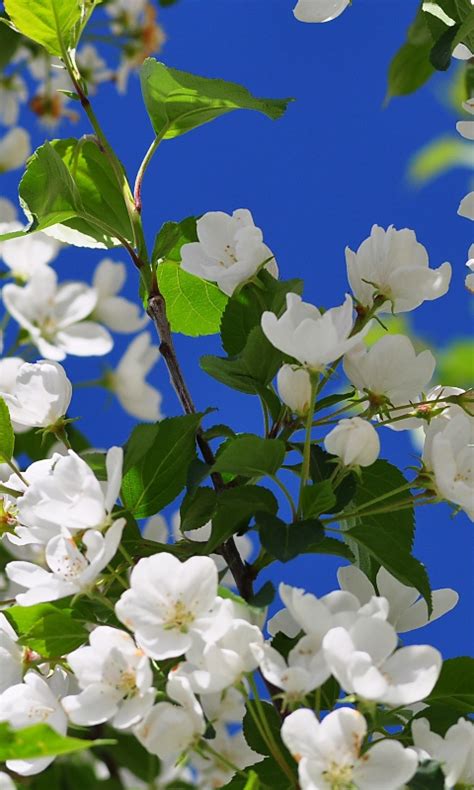 رائحة البن مع ازهار الياسمين. ورد ياسمين طبيعي جميل - صور ورد وزهور Rose Flower images