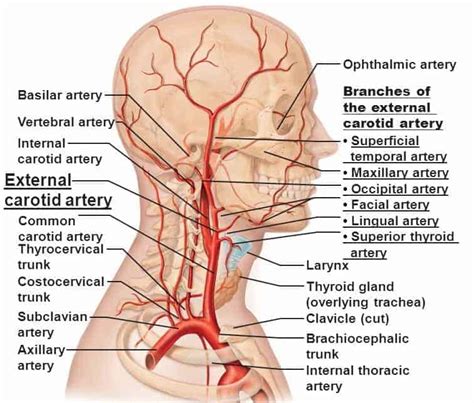 It supplies structures present in the cranial cavity and orbit. EXTERNAL CAROTID ARTERY - www.medicoapps.org