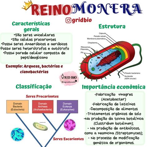 Mapa Reino Monera Bactérias Reino Monera Procariontes Mapa Mental