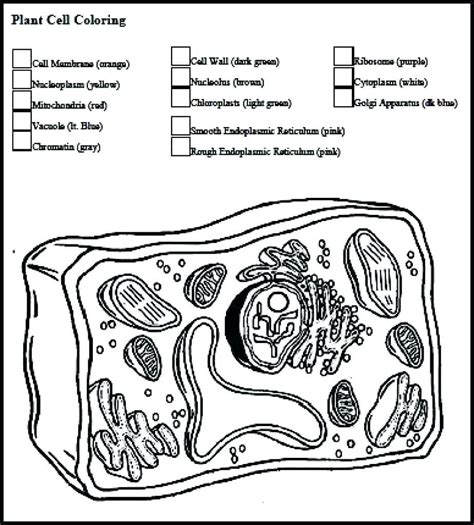 These include muscles, which enable locomotion, and nerve tissues, which transmit signals and coordinate the body. White Blood Cells Coloring Worksheet - Sandboxpaperco — db ...