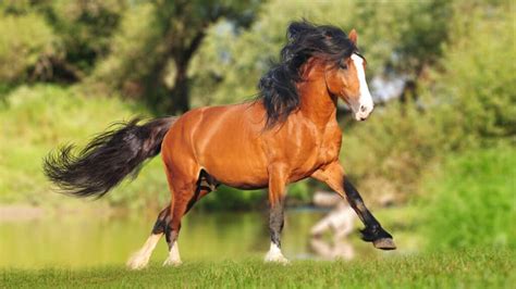 russian heavy draft horse facts  information breed profile ahf