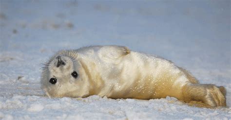 Sweet Seal Pup Waves At Photographer At Just The Right Moment