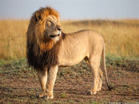 Tweetdeck Lion Pictures Pictures Images Nature Pictures African Lion