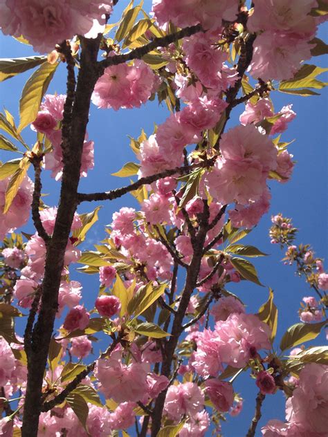 Peppermint Flowering Peach Tree For Sale Peppermint Flowering Peach