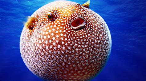 Watch Ever Wonder How A Puffer Fish Puffs Its Much Simpler Than You