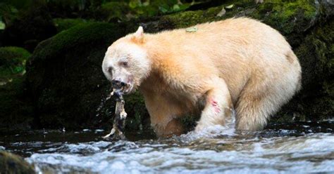Spirit Bear Photos Majestic Creatures Search For Food Huffpost